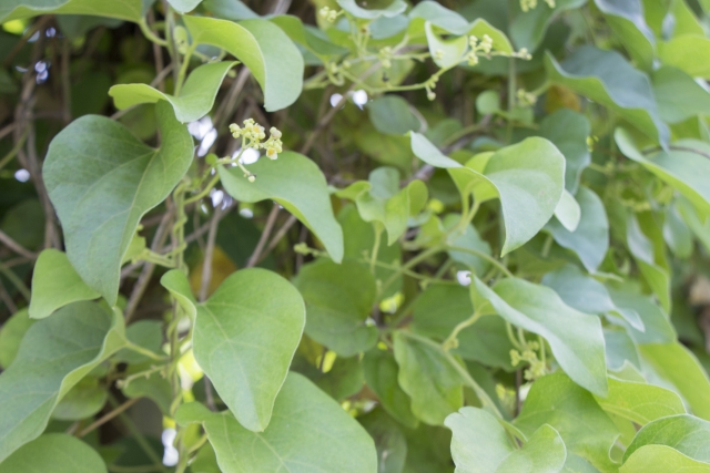 肥満や多汗症に効果的！防已黄耆湯（ぼういおうぎとう）はどんな漢方薬？