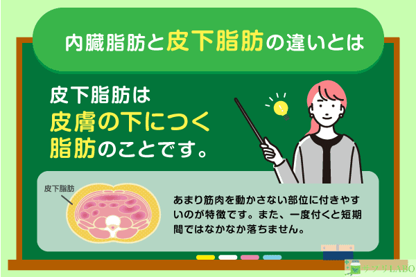 内蔵脂肪と皮下脂肪の違いとは？