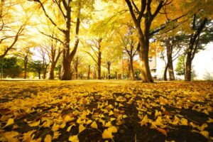 朝晩の寒暖差に負けない！自律神経を整える10月後半の心身養生