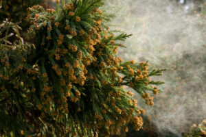 鼻水のタイプで選ぶ漢方。花粉症の『寒証・熱証』を見極めてスッキリ過ごそう